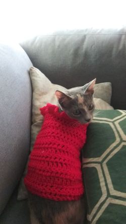 Sweater/Dress for cat or small dog
