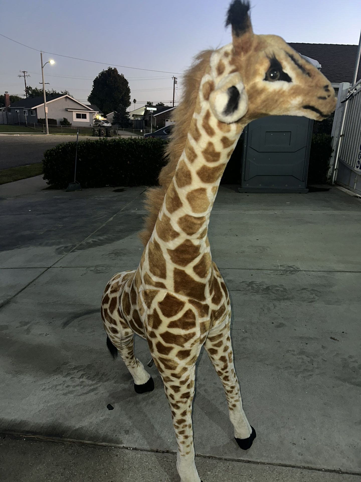 Giraffe For Sale