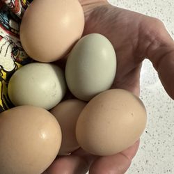Farm Fresh Chicken Eggs