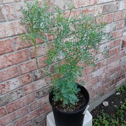 Ruda Plant