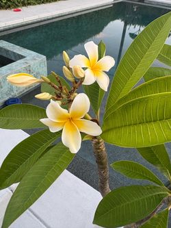 Plumeria