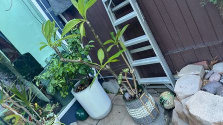 Plumeria big plant