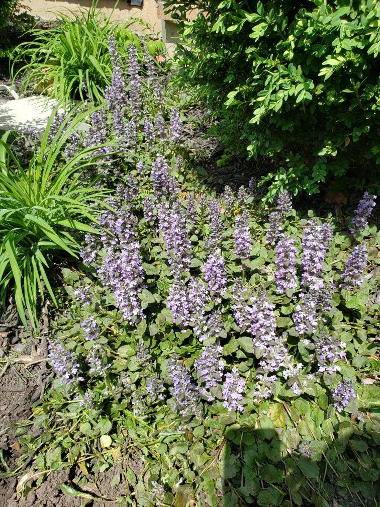 Ground cover ajuga
