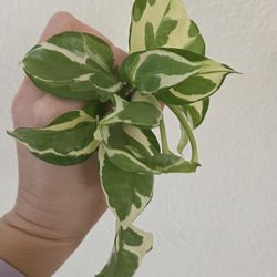N'Joy Pothos Plant Cuttings