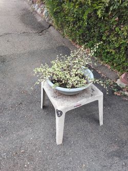 Plant with stand both for