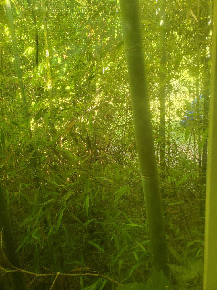 Bamboo For Sale