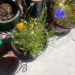 Beautiful Plants For Outside 