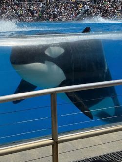 Sea World E -Ticket
