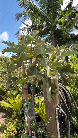 Kalancho behanseis elephant ears