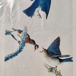 12 Botanical and Bird prints