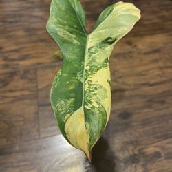 Rare Philodendron Flobe x Billietiea  Hybrid Plant “Jennifer” Rare Plant)