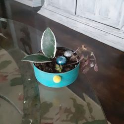 Hoya Carnosa Variagated & Succulent