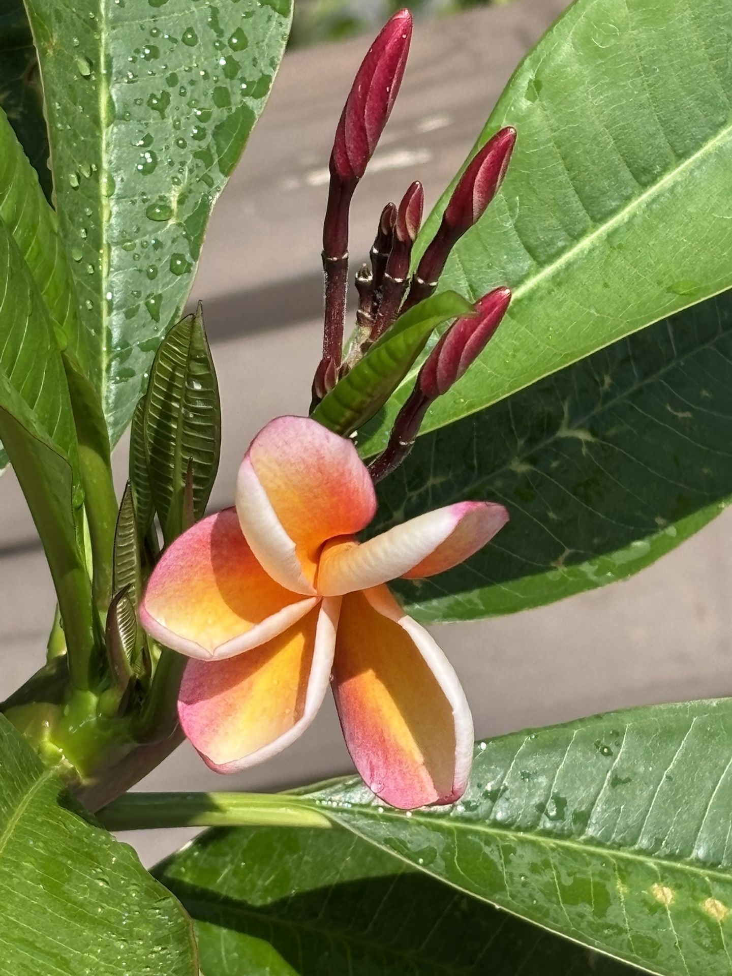Rainbow Plumeria Plant