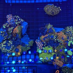 Zoa Decoration Corals
