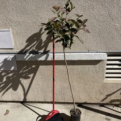 Healthy Thai Guava Fruit Tree Plant 