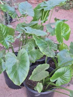 Plantas