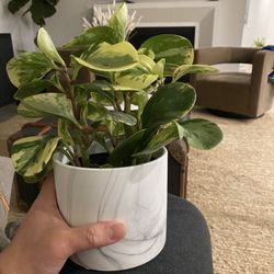 Peperomia Plant With Ceramic Pot