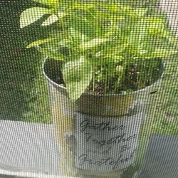 Basil planted from seeds %100 organic