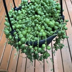 String Of Pearls In 6” Pot