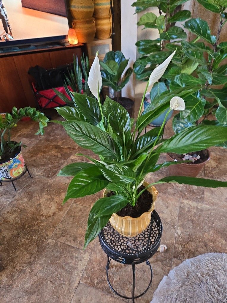 Live Peace Lilly Plant In New 8in Ceramic Pot 