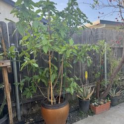 Vietnamese Fig/ Cây Sung 