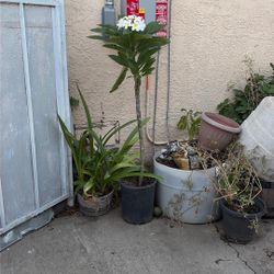 Plumeria