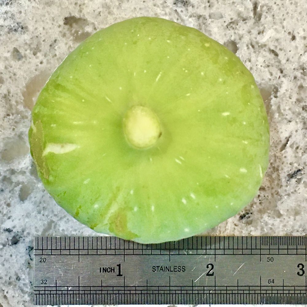 Potted Fig Fruit Tree Live Plants