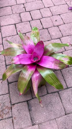 Bromeliad