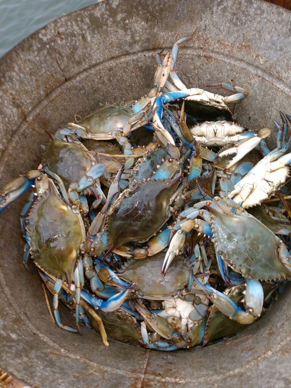 I got the cheapest large Male crabs jimmies 80 bucks steamed for Sale