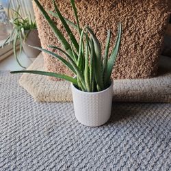 Aloe Vera Inceramic Pot
