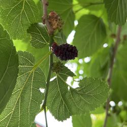 Mulberries Black  