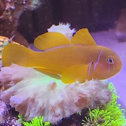 Yellow clown goby  (citrinis)  (saltwaterfish)