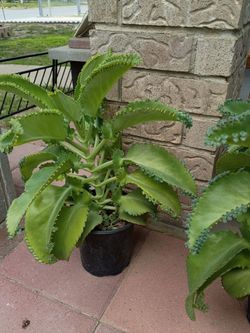 Plants Mala Madre we're $10. Reduced to $8.00 in Donna inside the city
