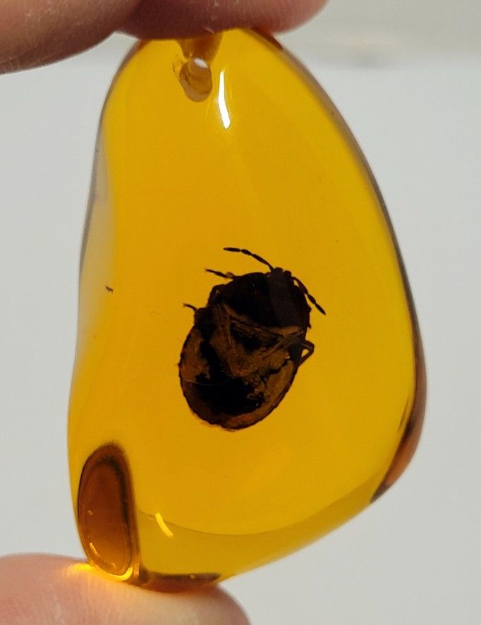 Brand New 2.5" Japanese Beetle (Popillia japonica) Amber-color Resin Pendant NO NECKLACE INCLUDED PENDANT ONLY. The insect in the image is a Japanese
