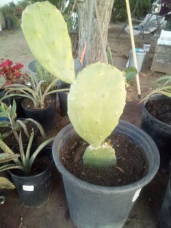 Large Blooming Prickly Pear Cactus in Pot – Rare Variety, Actively Flowering! ¡Gran Cactus Nopal