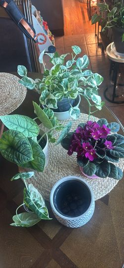 Plant bundle all for 20