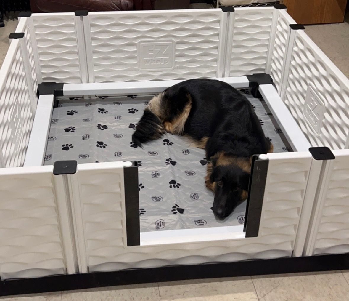 Dog Supplies 