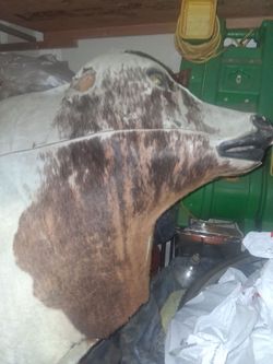 Mechanical bull