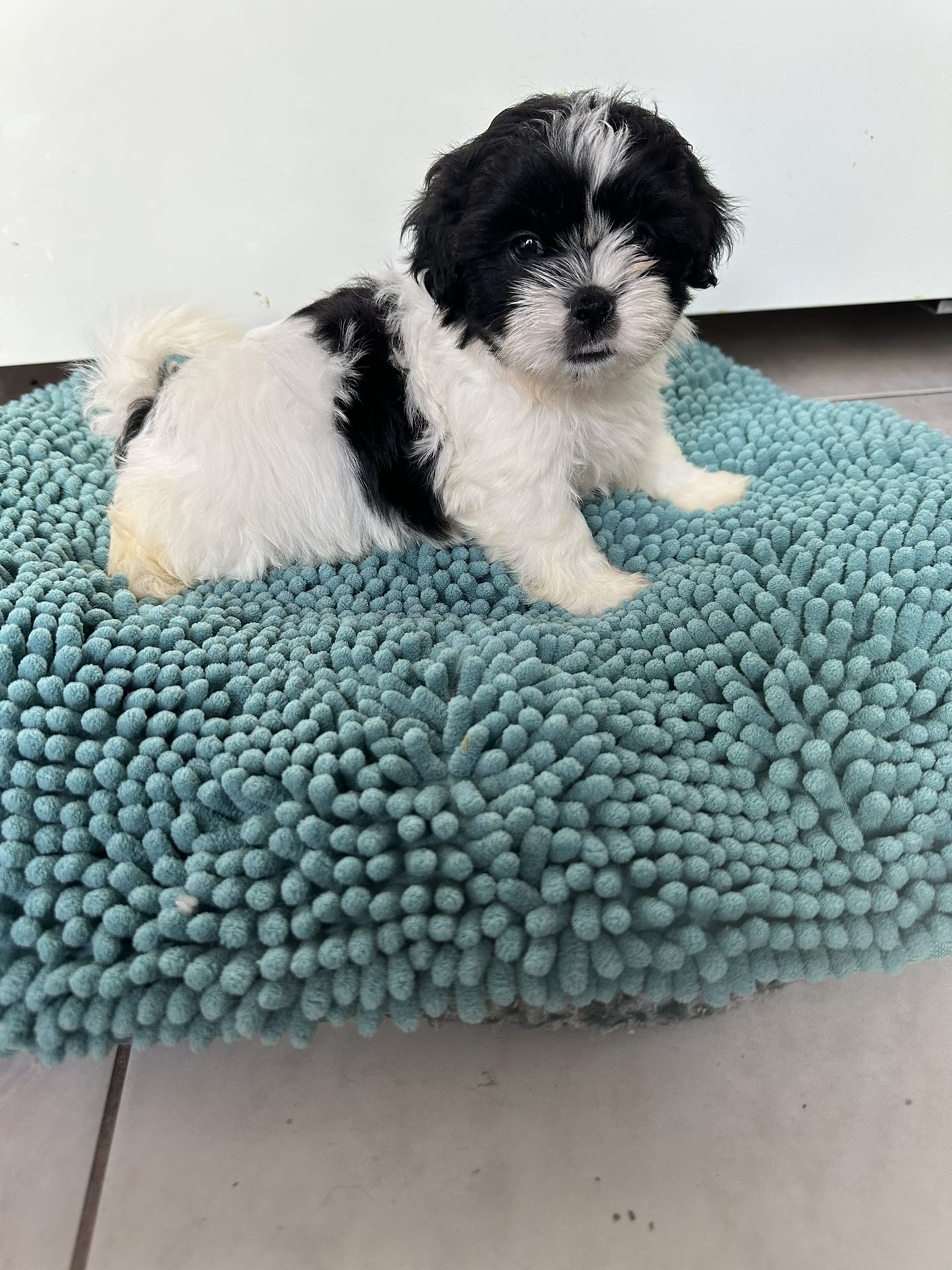 Shihtzu Bed