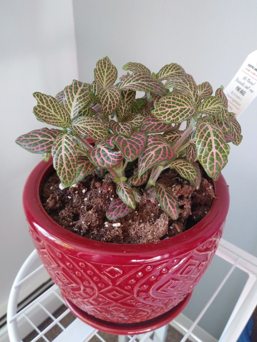 Fittonia Pink Angel