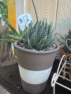 Many Succulents