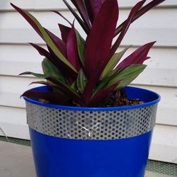 Oyster Plant 