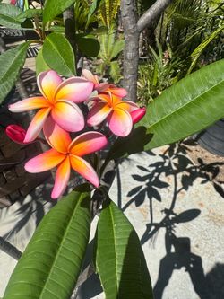Grafted Plumeria