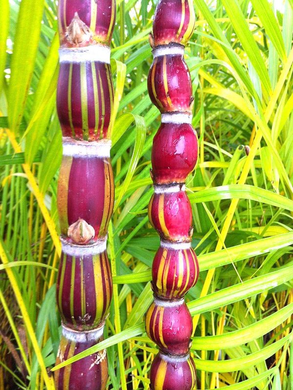 Buddha Belly Sugarcane Sugar Cane Plant