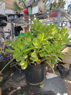 Jade Money Plant $25