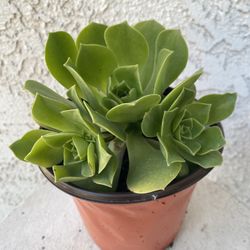 6 Inch Pot - Succulent Plant - Aeonium Castello Paivae Bolle - Rooted & Established Plant - Drought Resistant - 🪴