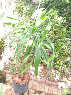 Potted Palm Plant in Black Nursery Pot