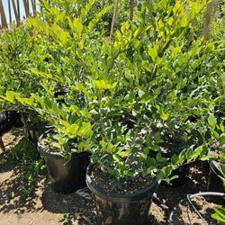 Ligustrum japonicum