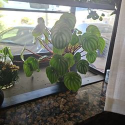 Watermelon Peporomia