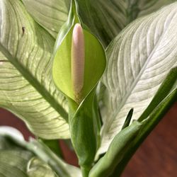 Dieffenbachia Camouflage